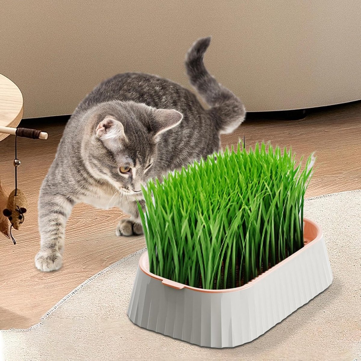 Kattengras tarwekiemen - Gezond kattengras in 12 cm pot