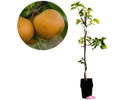 Pyrus pyrifolia 'Chojuro', Japanse Nashipeer, 5 liter pot
