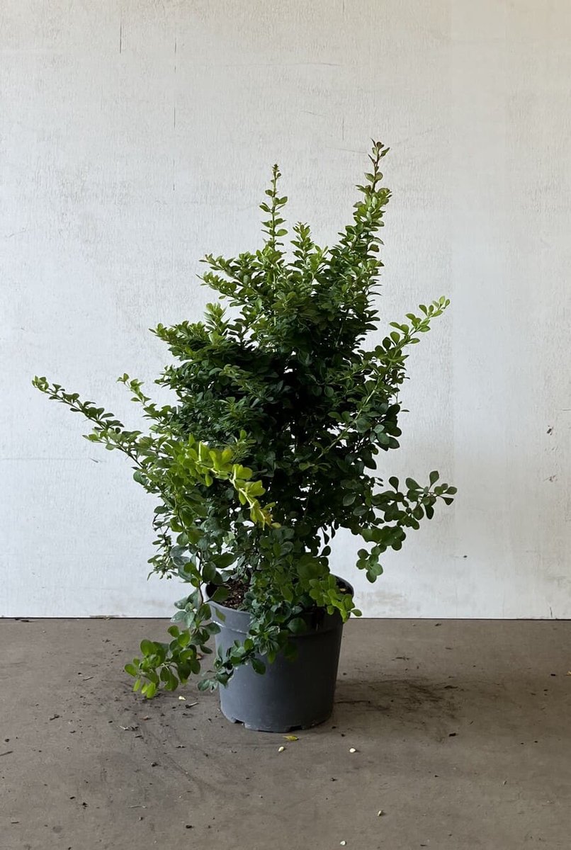 Groene zuurbes 40-60 cm (in pot) - Berberis thunbergii - Ø26 cm - lentebloei en bessen - bestendig tegen lage temperaturen - stekelige bescherming