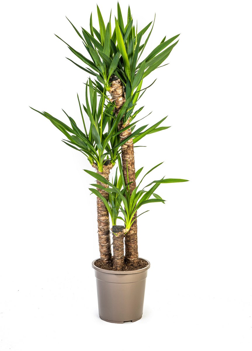 Yucca Elephantipes Ø24cm - 130cm