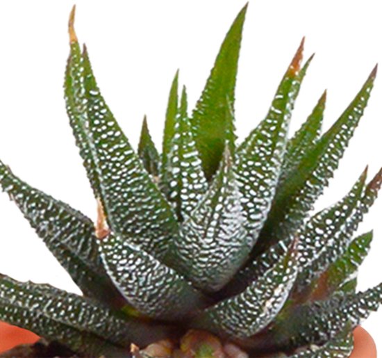 Megamix 15 pièces - Cactus et succulentes 5,5 cm en pot mexicain