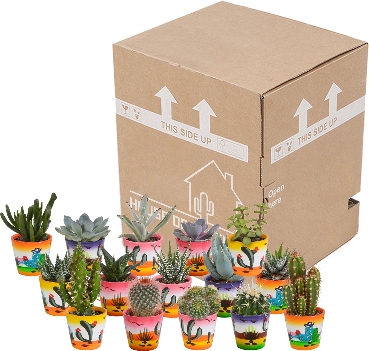 Cactus en vetplanten mix 5.5 cm in Mexicaanse pot | 15 stuks