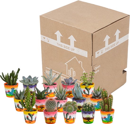 Megamix 15 pièces - Cactus et succulentes 5,5 cm en pot mexicain