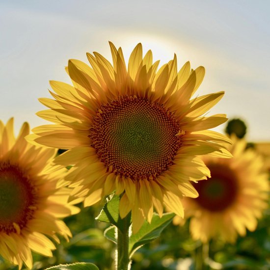 Zonnebloem (Helianthus annuus) - zakjes persoonlijk bedrukt - 2.000 stuks - Bijen-Vlinders - Snijbloemen