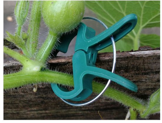 50 stuks - Tuinclips - Tomatenplantclips - Kunststofclips - Tuingereedschap Plantclips - Klein formaat - Groen van Merkloos	 — afbeelding 5