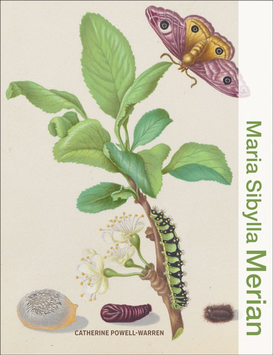 Illuminating Women Artists- Maria Sibylla Merian