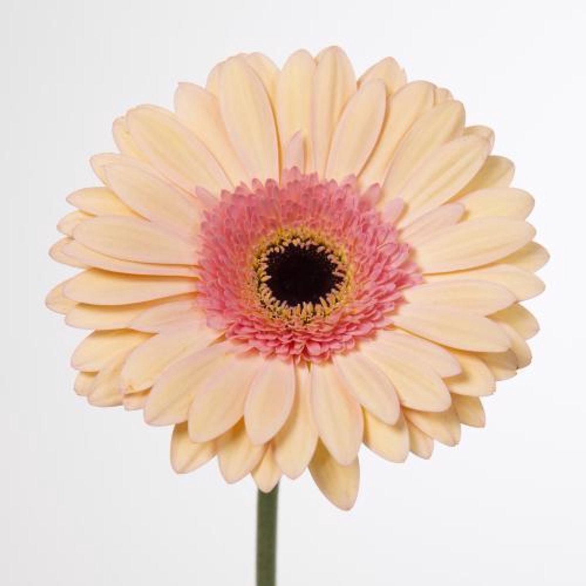 45x Gerbera alliance 70cm