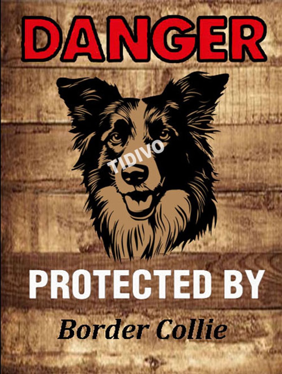 Border Collie 19