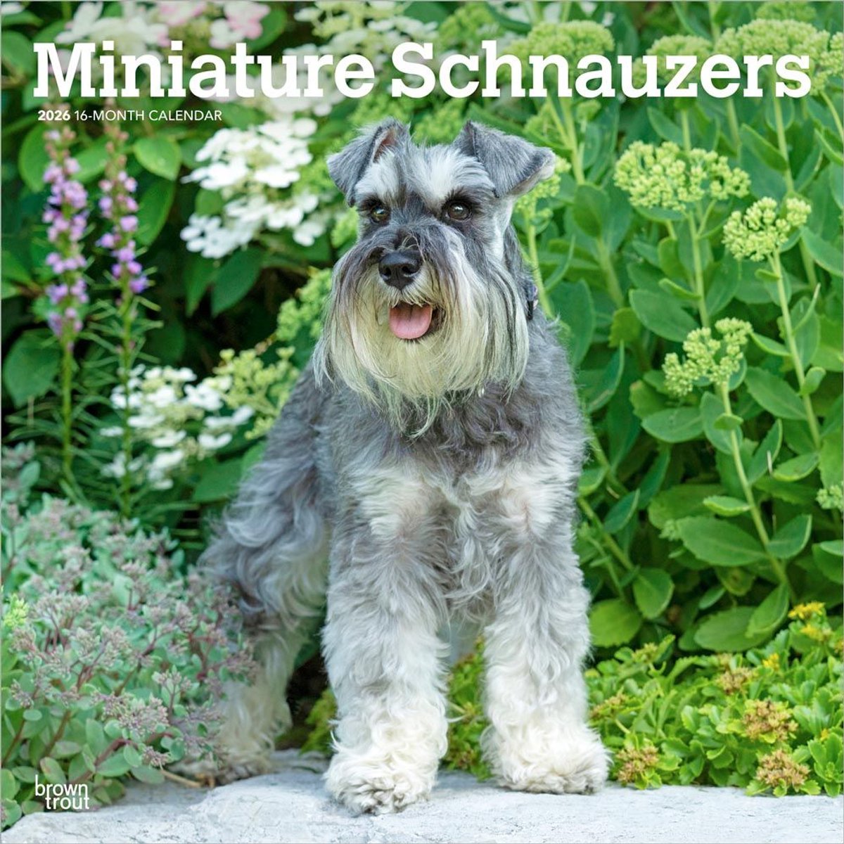 Miniatuur Schnauzer Kalender 2026