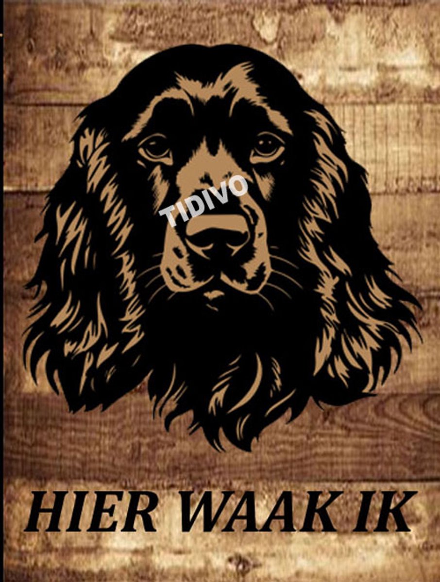 Boykin Spaniel 20