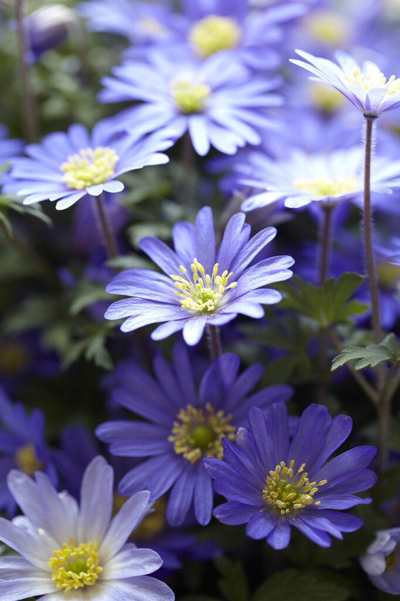 Anemone Blanda Blue Shades | 15 stuks | Anemoon