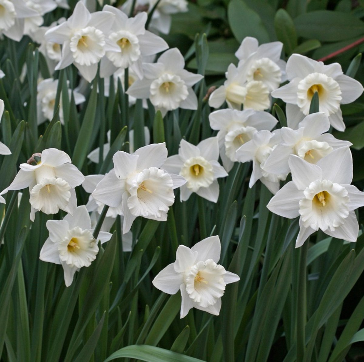 50 x Narcis 'Mount Hood' bloembollen - Prachtige witte bloemen en heerlijke geur