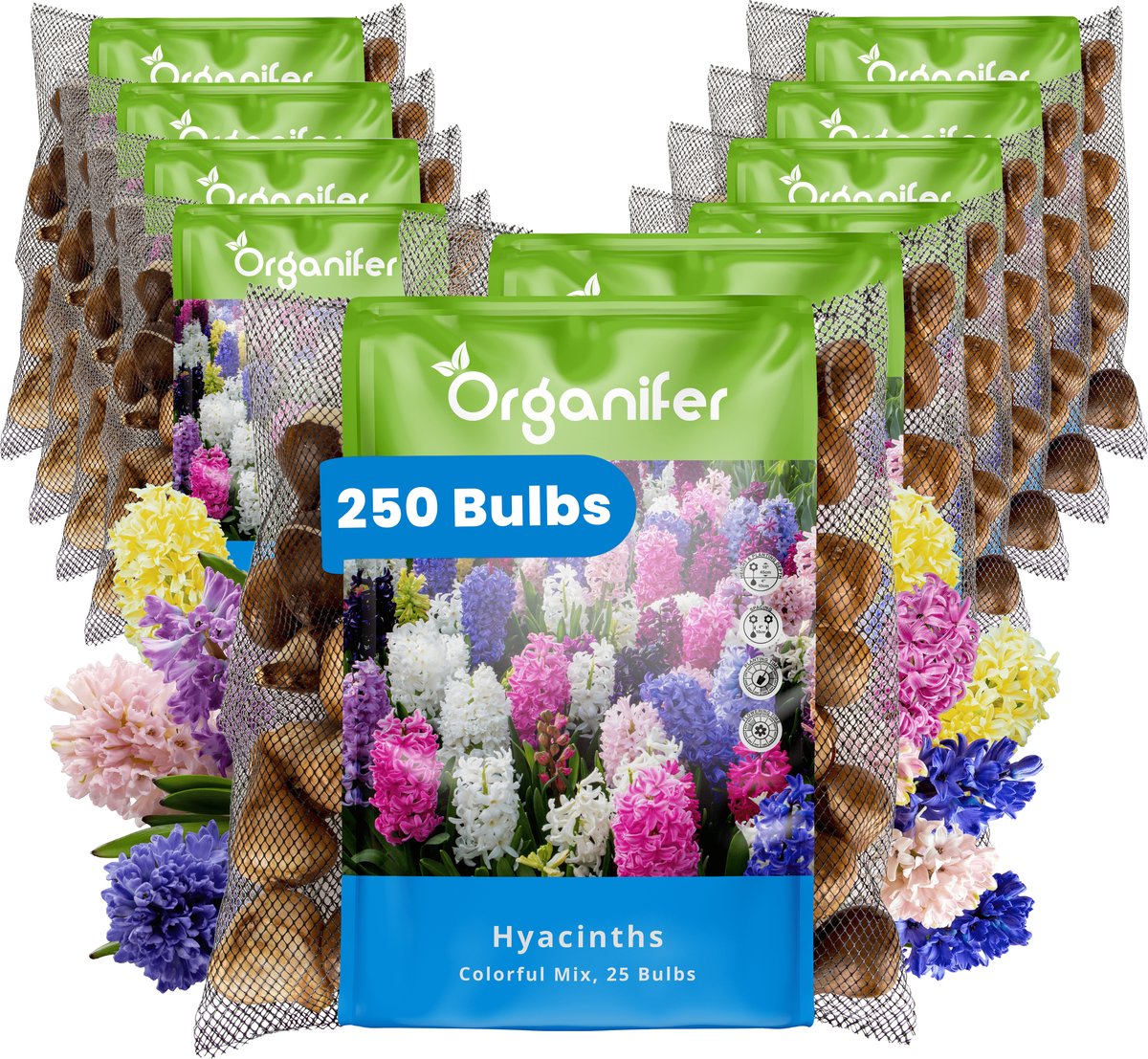 250 Hyacinten - Kleurrijke Mix - XXL Bollengrootte 16/17 cm - Bloembollen - Hyacint - Zomerbollen - Voorjaarsbollen - Trekt vlinders en bijen aan - Vaste planten - Organifer