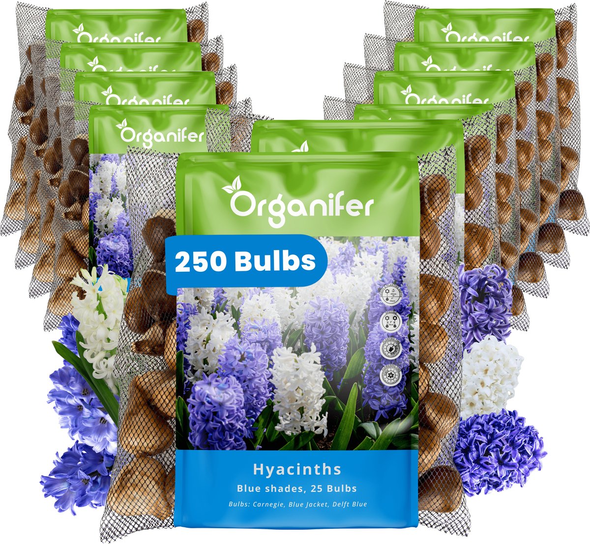 250 Hyacinten - Blauwe Tinten - XXL Bollengrootte 16/17 cm - Bloembollen - Hyacint - Zomerbollen - Voorjaarsbollen - Trekt vlinders en bijen aan - Vaste planten - Organifer