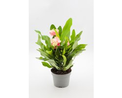 Ikhebeencactus | Euphorbia milii 