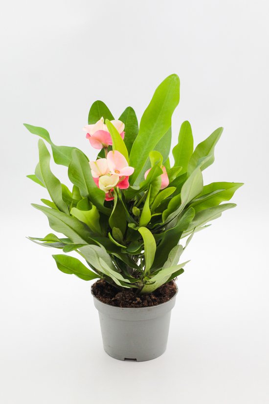 Ikhebeencactus | Euphorbia milii "Queen" | Christusdoorn | Prachtige bloeiende plant | 10,5 cm pot | makkelijke kamerplant | moederdag cadeau