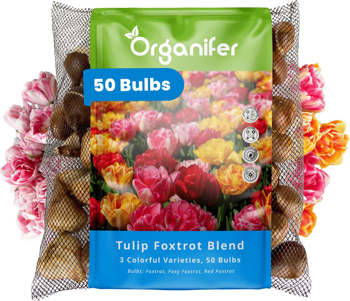50 Foxtrot Tulpen Mix - 3 Kleurrijke Soorten - XXL Bollengrootte 12 cm+ - Bloembollen - Tulipa 'Foxtrot' - Dubbelkleurige tulpen - Zomerbollen - Voorjaarsbollen - Trekt vlinders en bijen aan - Vaste planten - Organifer
