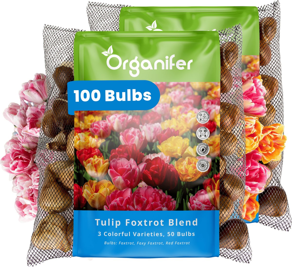 100 Foxtrot Tulpen Mix - 3 Kleurrijke Soorten - XXL Bollengrootte 12 cm+ - Bloembollen - Tulipa 'Foxtrot' - Dubbelkleurige tulpen - Zomerbollen - Voorjaarsbollen - Trekt vlinders en bijen aan - Vaste planten - Organifer
