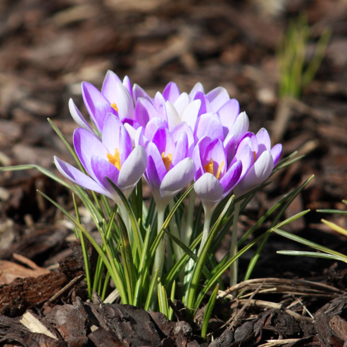 Voorjaarskrokus (Crocus Vernus) - Krokus Vanguard - Bijen-Vlinders - Voorjaarsbollen - bloeit in Februari / Maart