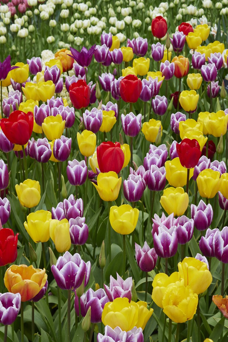 Tulpen Surprise Mix | 20 stuks | Voordeelverpakking | Gemengde Tulpenbollen | Bloembollenpakket