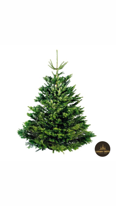 Luxury Trees Nordmann Excellent – Echte Kerstboom – Gezaagd – 150–175 cm – Groenblijvend