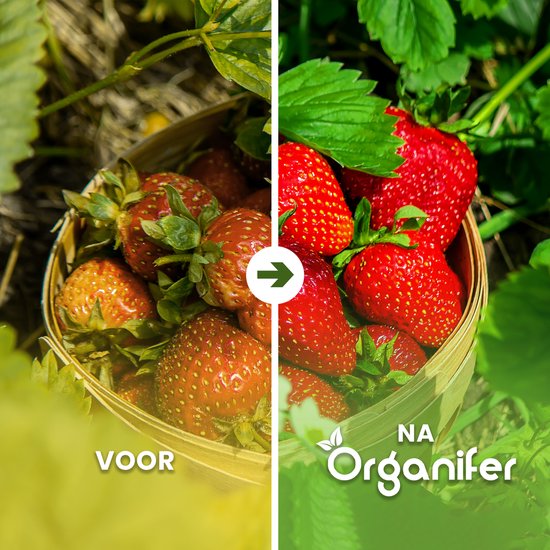 Verse aardbeien in een mandje, links "voor", rechts "na Organifer".