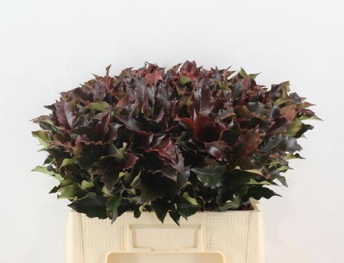 20x Sg photinia magical volcano 60cm