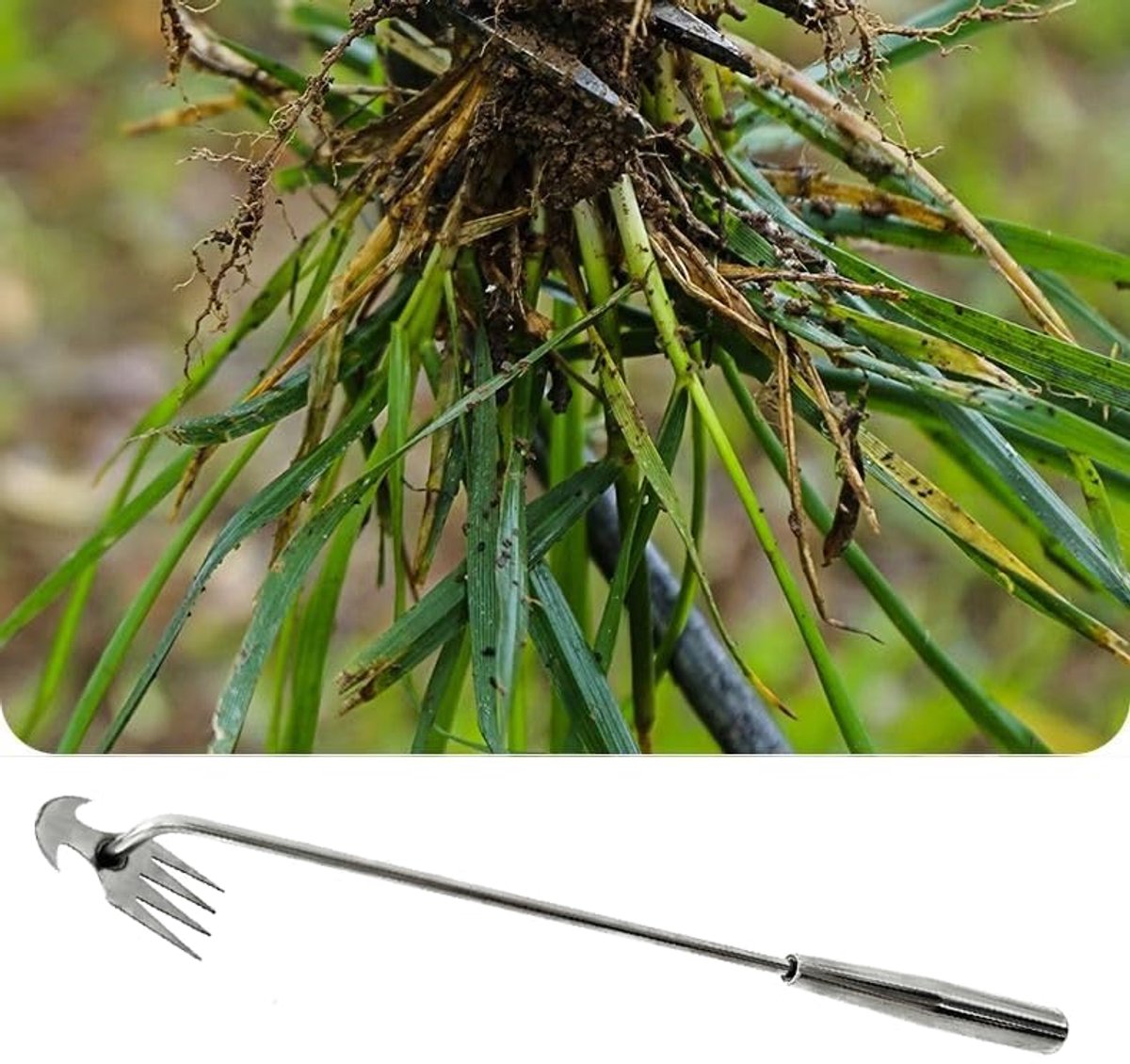 Premium onkruid wieden gereedschap met lange steel en 4 tanden - ideaal voor tuinieren