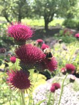 6 x Cirsium rivulare 'Atropurpureum' - Verderdistel, Beekdistel - P9 Pot (9 x 9cm) - Dima Vaste Planten