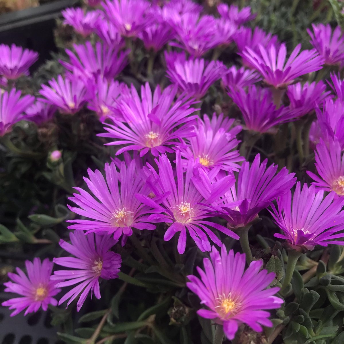 6 x Delosperma cooperi- IJsbloem - P9 Pot (9 x 9cm) - Dima Vaste Planten