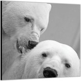 Dibond –IJsberen Zwart - Wit-50x50 Foto op Aluminium (Met ophang)