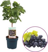 Druivenplant (blauw), Vitis vinifera 'Venus' op stam, hoogte 40-60 cm, pitloos, zelfbestuivend,  winterhard