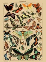 Papillons Vintage Poster - Old School Poster Papillons - Français - Papillons - 70x50 cm grand - Vintage / rétro imprimé éducatif - Le Petit Larousse Butterfly's