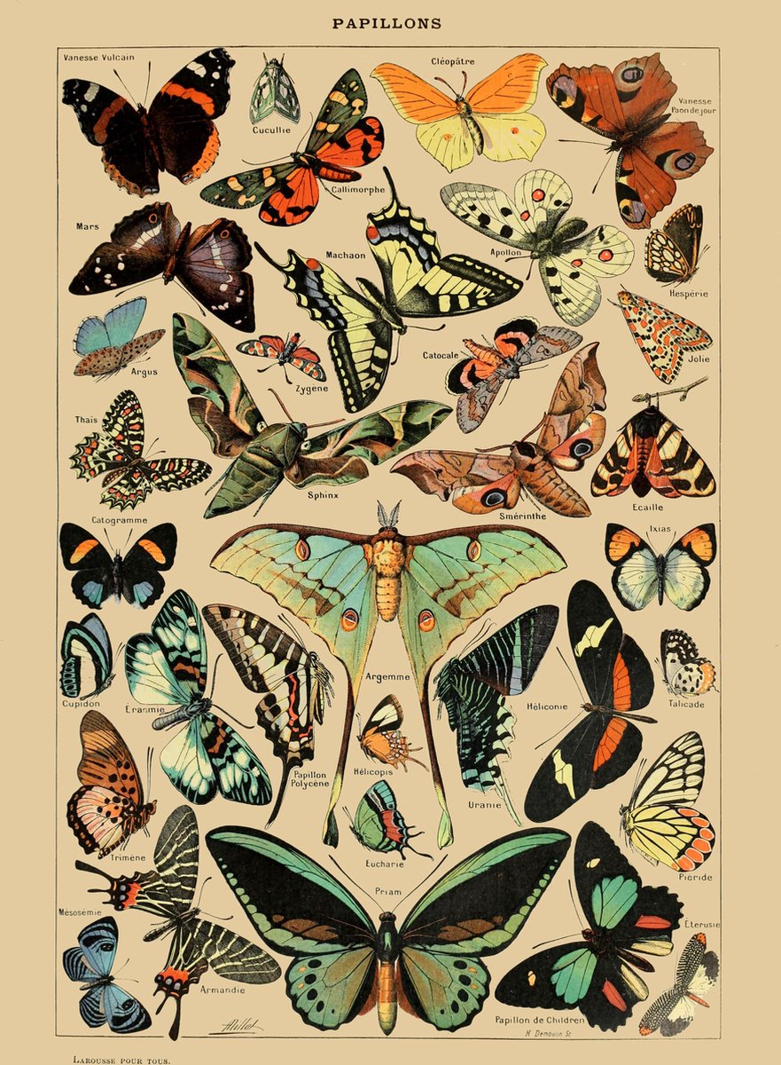 Esque Vintage Poster Vlinders - Schoolplaat - Papillons - 70x50 - (Vintage/Retro) - Educatief - Dieren Losse poster