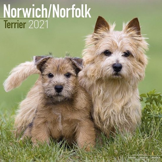 Bol Com Norwich En Norfolk Terrier Kalender 21 Bol Com Norwich En Norfolk Terrier Kalender 21