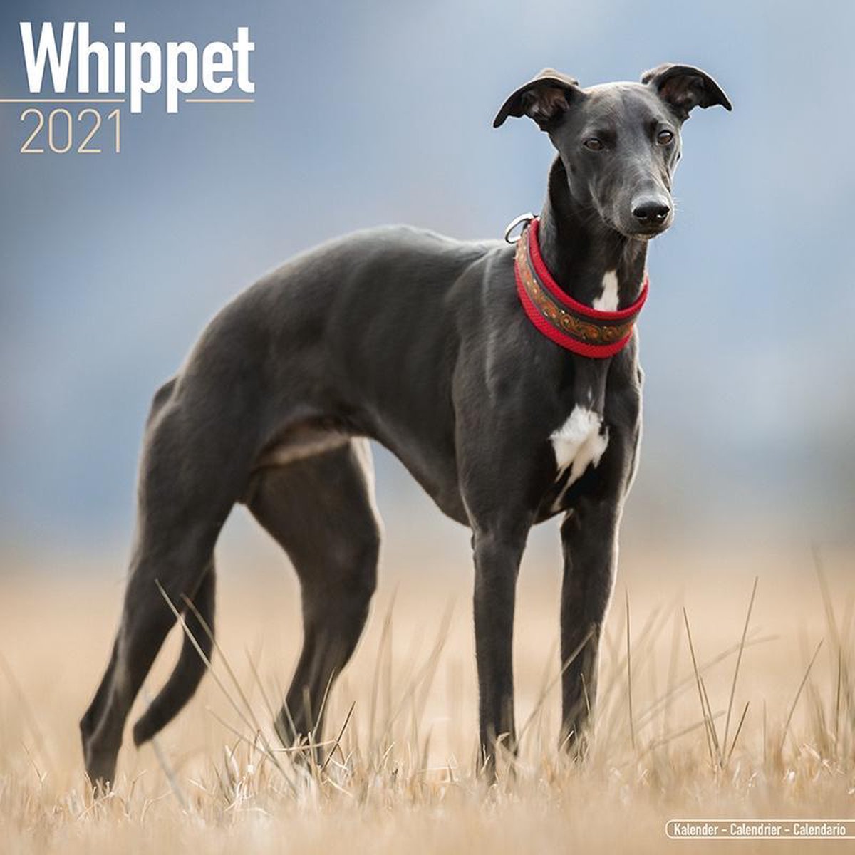Whippets - Kleine Englische Windhunde 2021 - 18-Monatskalend