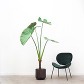 Kunstplant Alocasia - 180cm hoog