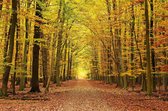 Tuinposter| Wandelpad Omringd Door Bomen Met Herfstkleuren 120cm X 80cm – Tuinposter Voor Buiten / Buitencanvas/ Spandoek / Tuinschilderij (tuindecoratie) + Ringen Om De 50cm