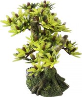 Auqa Della Bonsai mini sort - 9,5CM