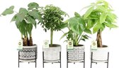 Trendy Kamerplanten Hellogreen - Set van 4 - Standing Rustique