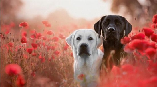 Allernieuwste Canvas Schilderij Labrador Retriever - Hond - Huisdieren - Kunst - Poster - 60 x 90 cm - Kleur