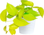 Epipremnum Neon Hangplant in 12cm pot. Huiskamer kantoor plant.