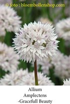 allium Amplectens 20 bollen maat 6/+