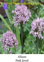 allium Pink Jewel 5 bollen maat 10/+