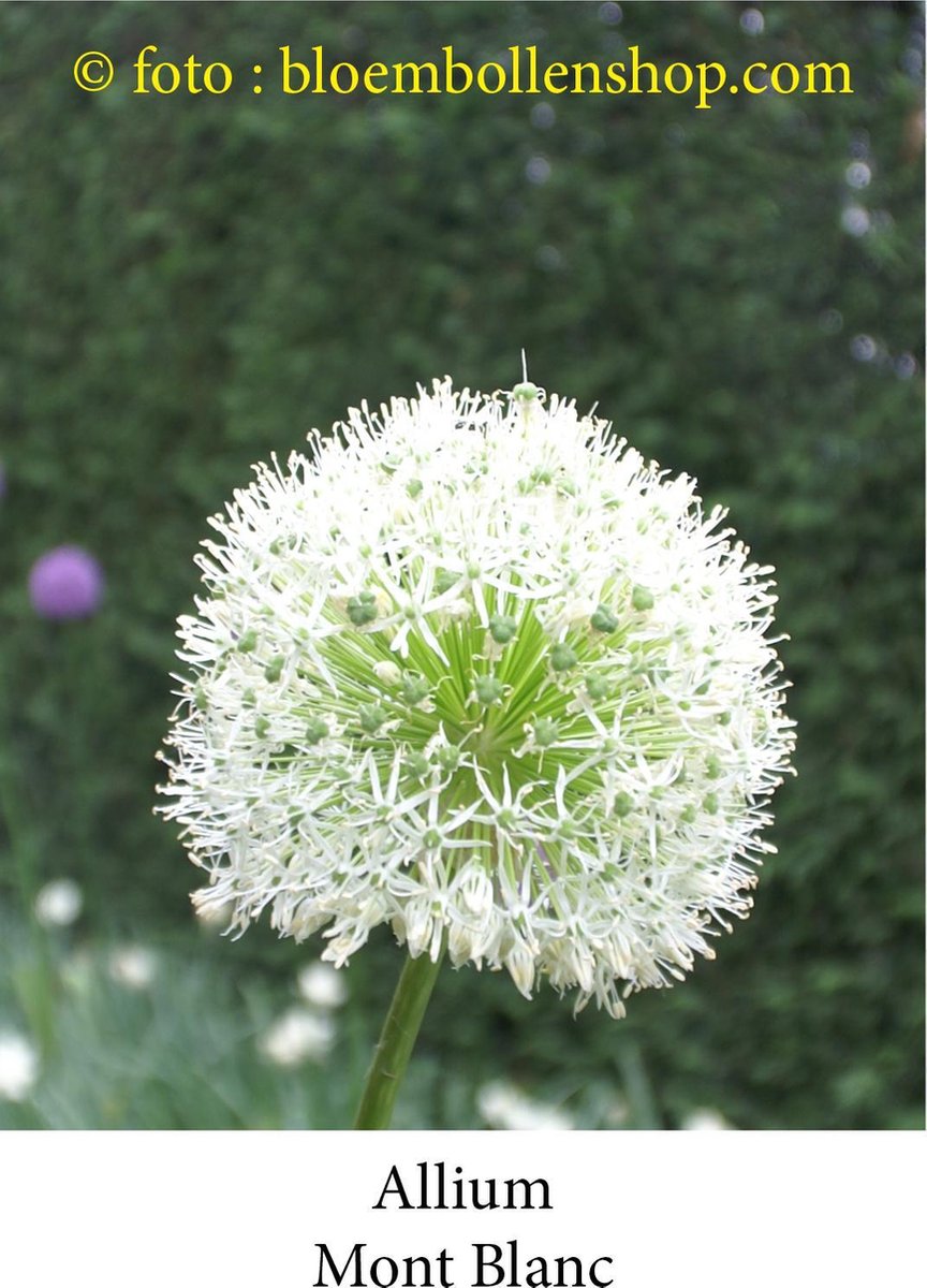 allium Mont Blanc 3 bollen maat 17/+ sierui