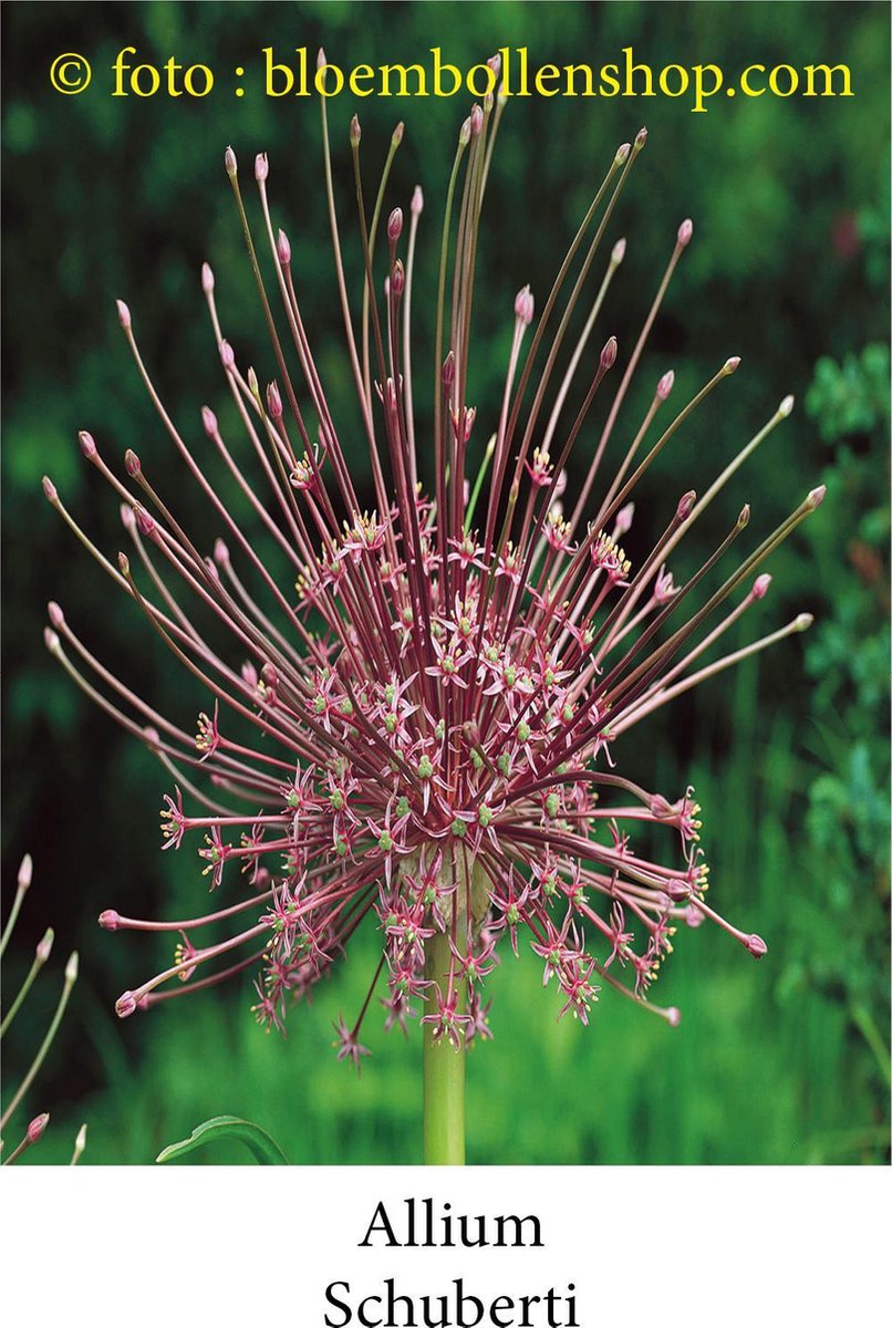 allium Schuberti 6 bollen maat 14/+