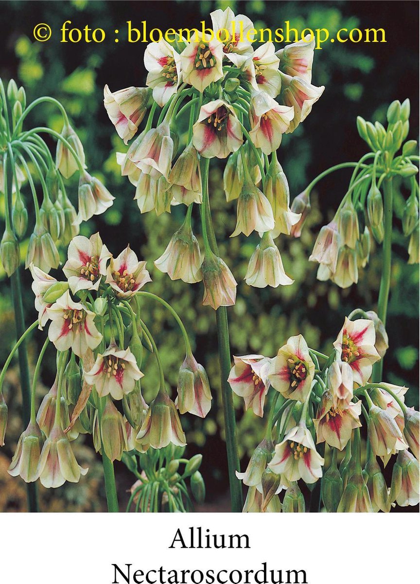 allium Siculum Nectaroscordum 25 bollen maat 10/+ sierui bloembollen Bulgaarse ui