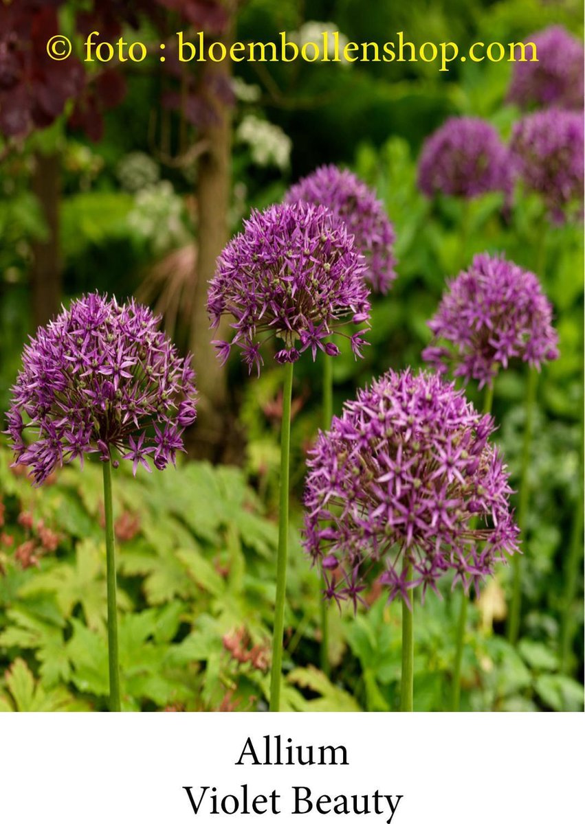 allium Violet Beauty 20 bollen maat 14/+