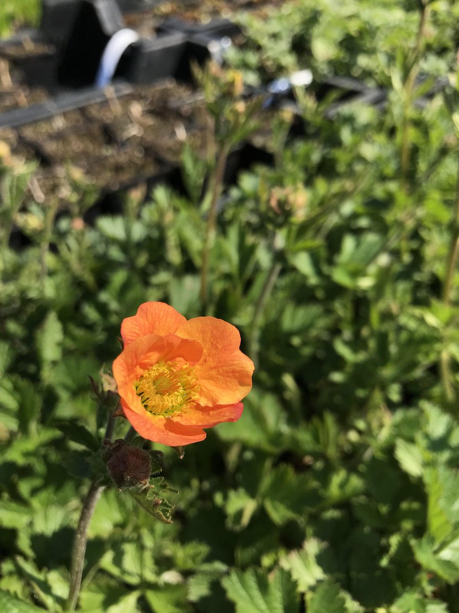 6 x Geum 'Totally Tangerine' - Nagelkruid - P9 Pot (9 x 9cm) - Dima Vaste Planten