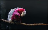 Roze kaketoe op zwarte achtergrond - Foto op Forex - 150 x 100 cm